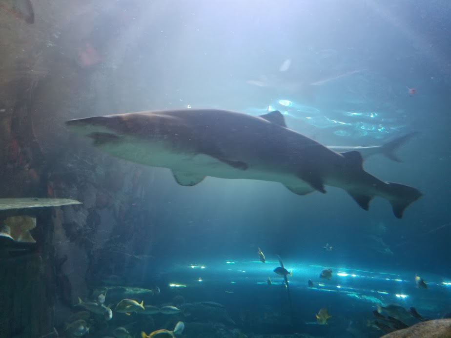 Shark at Ripley's Aquarium of the Smokies