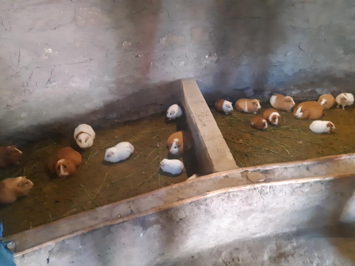 Guinea Pigs at Ciudad Mitad del Mundo