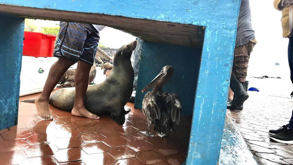 Sea Lion Begging at the Fish Market