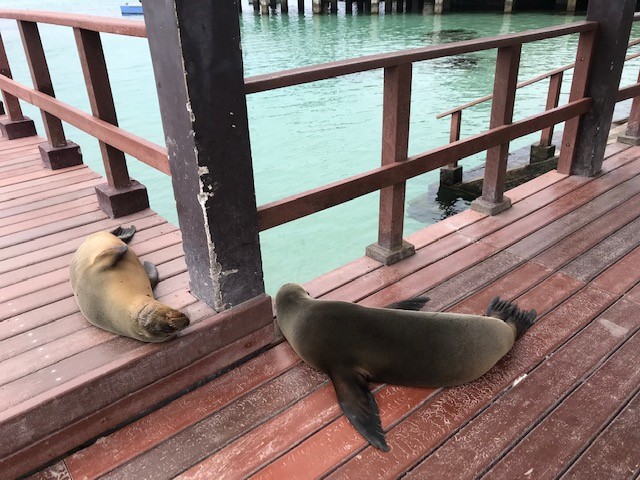 Sea Lions at Los Tintoreras