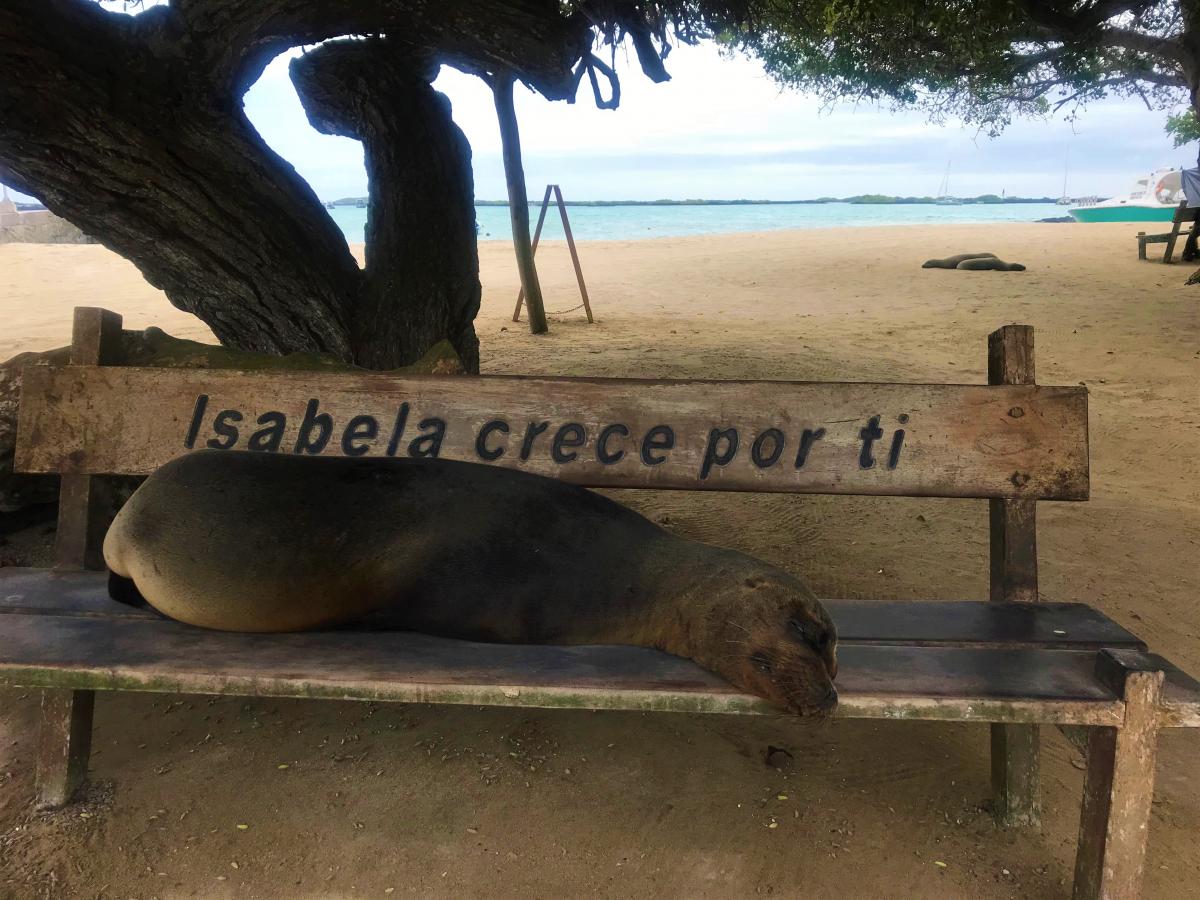 Sea Lion on Isabela Island