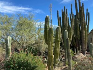 Desert Botanical Garden in Arizona