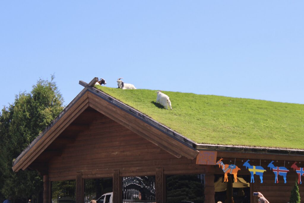 Al Johnson's Restaurant with Goats on Roof