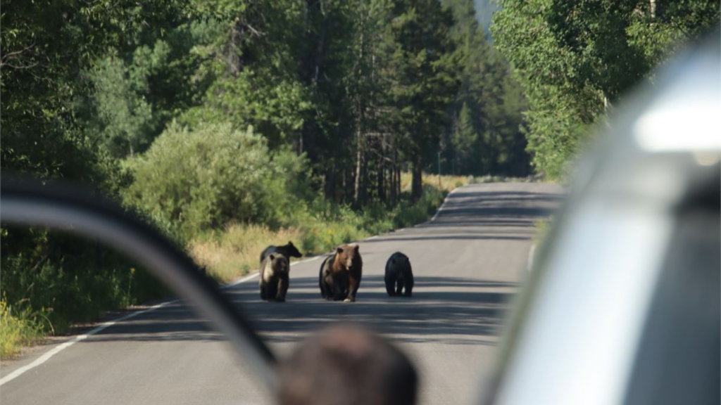 bear safety tips
