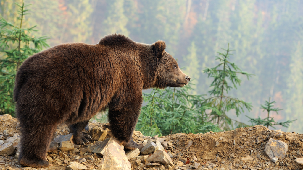 bear safety tips